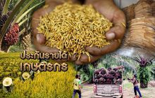 ประกันรายได้เกษตรกร 12-08-62