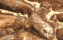 ปลาร้าเงินล้าน