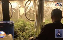 รวบหนุ่มเพาะกัญชาออร์แกนิก สกัดน้ำมันขายออนไลน์