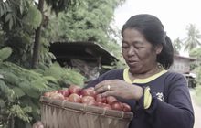 นางอย – โพนปลาโหล ชุมชนยั่งยืนด้วยมะเขือเทศ