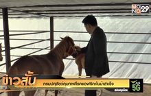 กรมปศุสัตว์คุมกาฬโรคแอฟริกาในม้าสำเร็จ
