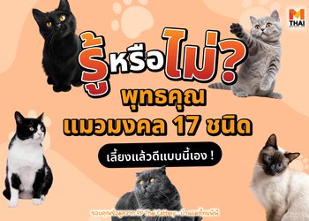 รู้หรือไม่ ? พุทธคุณ แมวมงคล 17 ชนิด เลี้ยงแล้วดีแบบนี้เอง