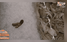 สธ.แจงยังไม่พบคนไทยได้รับพิษจาก “หมึกบลูริง”