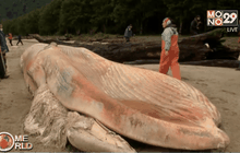 พบซากวาฬ 337 ตัวเกยตื้นในชิลี