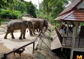 ‘สวนสัตว์เปิดเขาเขียว’ คึกคัก วันเด็กแห่งชาติ เด็ก ๆ เที่ยวชมสัตว์