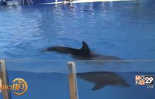 PETA เรียกร้อง “ซีเวิลด์” ยุติโชว์โลมา
