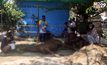 หัวหินประกาศกาฬโรคแอฟริการะบาดในม้า