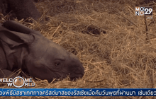 Rare one-horned rhinoceros born at Belgian zoo