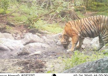 ตื่นตา! เสือ และสัตว์ป่าหายาก โผล่หากินในเขตรักษาพันธ์ุฯ ห้วยขาแข้ง
