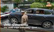 ปคบ. นำหมายค้นบ้าน บอลนี่ ดารุมะ อายัดรถหรู – ตู้เซฟ