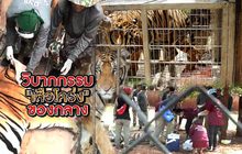 วิบากกรรม เสือโคร่ง ของกลาง 16-09-62