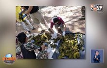 สลด! พบขยะ 7 กก.ในท้องกวางป่า