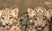 สวนสัตว์ชิคาโกเผยโฉมลูกเสือดาวหิมะ 2 ตัวใหม่