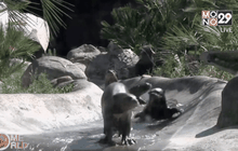 สวนสัตว์ลอสแองเจลีสเผยโฉมลูกนากยักษ์ 3 ตัว