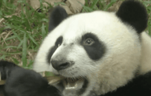 เผยโฉมแพนด้าแฝด 3 ในหนัง “กังฟู แพนด้า” ภาค 3