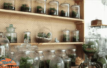 สวนในขวดแก้ว เสริมฮวงจุ้ยรับปีใหม่