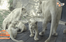 เขาเขียวเปิดตัว”ครอบครัวสิงโตขาว”