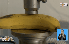 ตัดต่อพันธุกรรมกล้วยให้สุกช้าลง