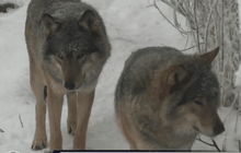 หมาป่าแลปแลนด์กำลังลดลง