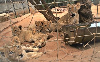 South Africa – The Struggle For Big Cats