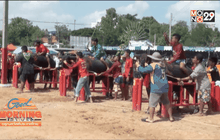 ประเพณีวิ่งควาย จ.ชลบุรี คึกคัก