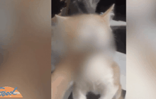 ตำรวจเตรียมดำเนินคดีชายถ่ายคลิปทำร้ายแมว