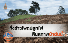 ทิ้งข้าวโพดปลูกไผ่ คืนสภาพป่าต้นน้ำ
