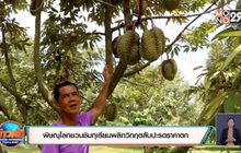 พิษณุโลกชวนชิมทุเรียนพลิกวิกฤตสับปะรดราคาตก