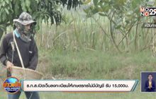 ธ.ก.ส.เปิดเว็บลงทะเบียนให้เกษตรกรไม่มีบัญชี รับ 15,000บ.