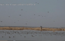 อินเดียเริ่มโครงการสำรวจประชากรนกอพยพ