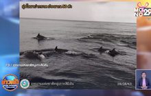 ฝูงโลมาปากขวดกว่า 50 ตัวเล่นน้ำ