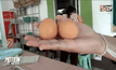 ไข่ปลอมระบาด จ.ชลบุรี    