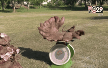 ฮือฮา!พบมันมือเสือยักษ์หนัก 21 กิโลกรัม