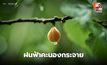 สภาพอากาศวันนี้ ไทยมีฝนฟ้าคะนองกระจาย – ฝนตกหนักบางแห่ง