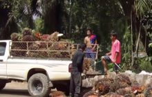 เตรียมเสนอมาตรการ สกัดนำเข้าปาล์มกินส่วนต่าง