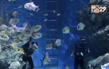 SEA LIFE Bangkok ยันยังดูแลสัตว์น้ำอย่างดี แม้ปิดอควาเรียม