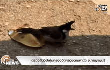 ตรวจสัตว์ป่าคุ้มครองวัดหลวงตามหาบัว จ.กาญจนบุรี