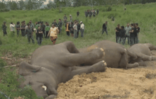 พบช้างป่า 3 ตัวตายในอ.หัวหิน คาดโดนสารพิษ