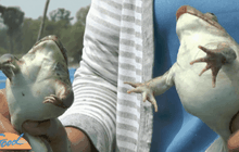 เลี้ยงกบขายหน้าหนาว สร้างรายได้เดือนละ 3หมื่น