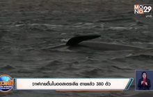 ​วาฬเกยตื้นในออสเตรเลีย ตายแล้ว 380 ตัว