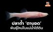 กว่างซีพบปลาถ้ำ ‘ตาบอด’ พันธุ์ใหม่ในแม่น้ำใต้ดิน