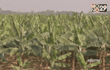 เช่าที่ปลูกกล้วยผิด พ.ร.บ.ประกอบธุรกิจคนต่างด้าว