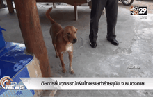 อัยการยื่นอุทธรณ์เพิ่มโทษชายทำร้ายสุนัข จ.หนองคาย