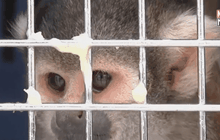 เปรูปราบ ค้าสัตว์ผิดกฏหมาย