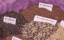 เตรียมจัดงานสีสันพรรณไม้ 8-14 ส.ค.นี้