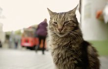 สารคดีตามติดชีวิตแมวในอิสตันบูล
