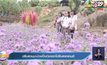 ปรับสวนมะม่วงเป็นทุ่งดอกไม้รับสงกรานต์