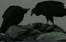 เปรูใช้แร้งระบุแหล่งทิ้งขยะผิดกฎหมาย