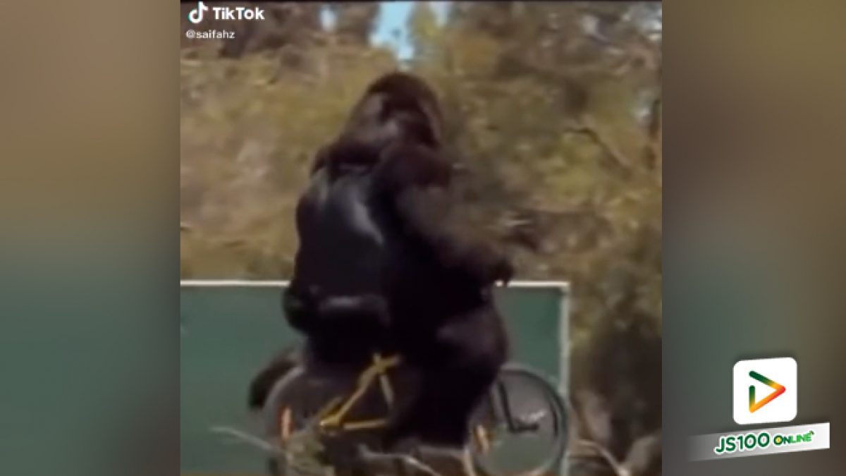 วอนสวนสัตว์ขยายพื้นที่สำหรับปั่นจักรยานให้กอริลล่าด้วยครับ