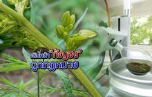 เดินหน้า “กัญชง” ถูกกฎหมาย 04-11-62